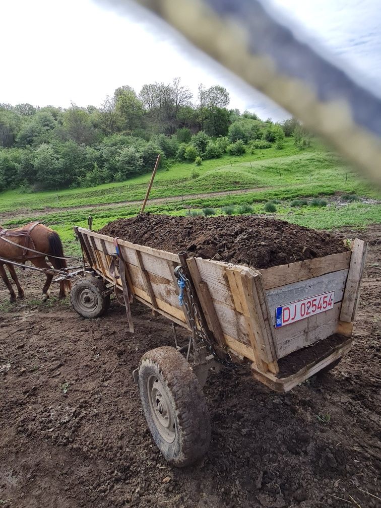 De vânzare! Cai sunt cipatii au pașaport!