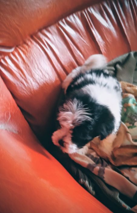 Cățeluș bichon maltez