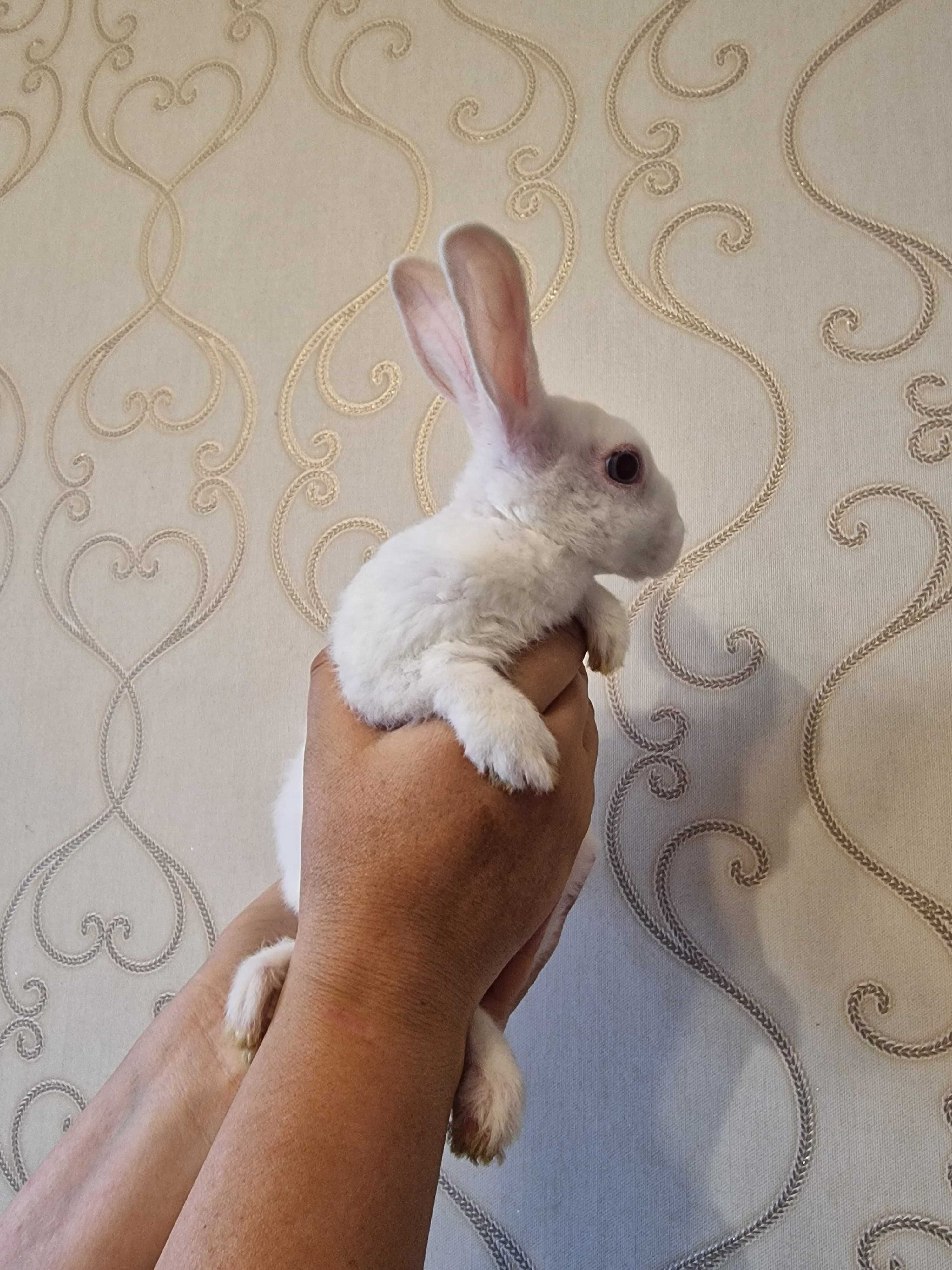 Кролик, как из шляпы фокусника