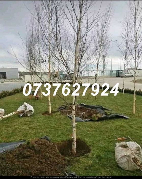 Carpen, Mesteacăn, Arțar | Rezistenți la Climă | Scoatere la Comandă