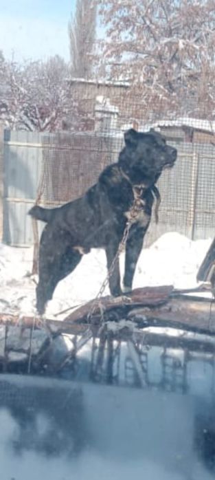 Продам собаку,,.