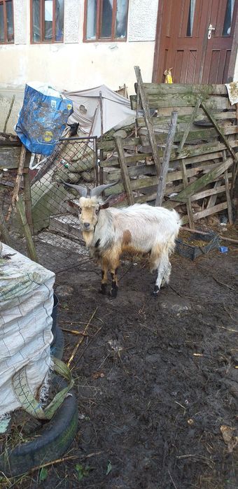 Vând 2 țapi de 2 ani