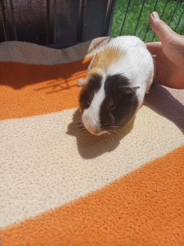 Donez porcusor de guineea