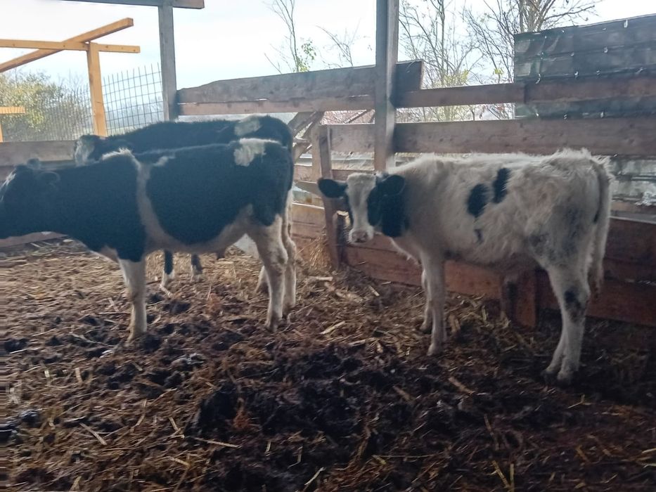 6 vieții înțărcati