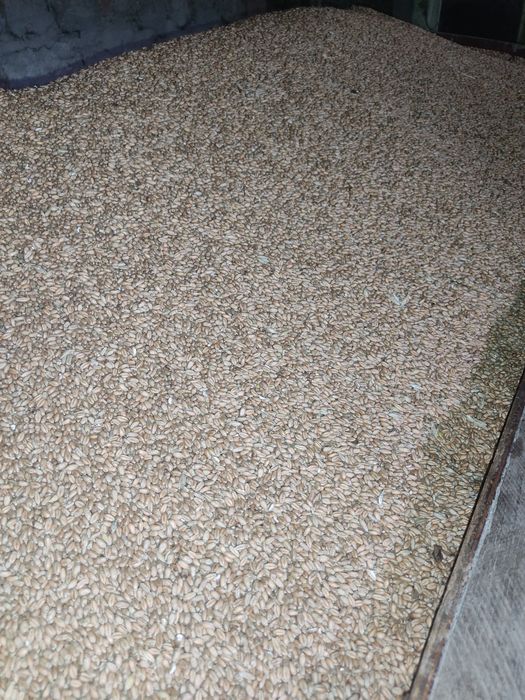 Vând porumb, grâu și triticale de calitate