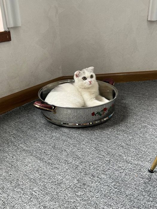 Взрослая кошка .