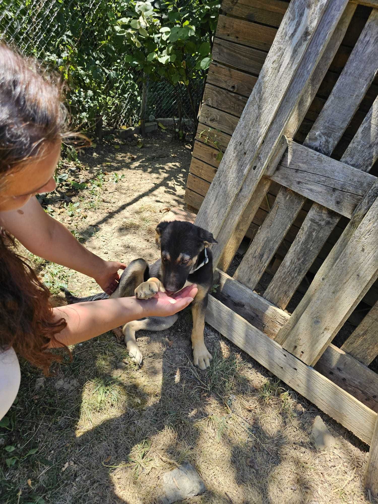Подарявам кученцата