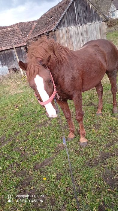 De vânzare hărmăsar