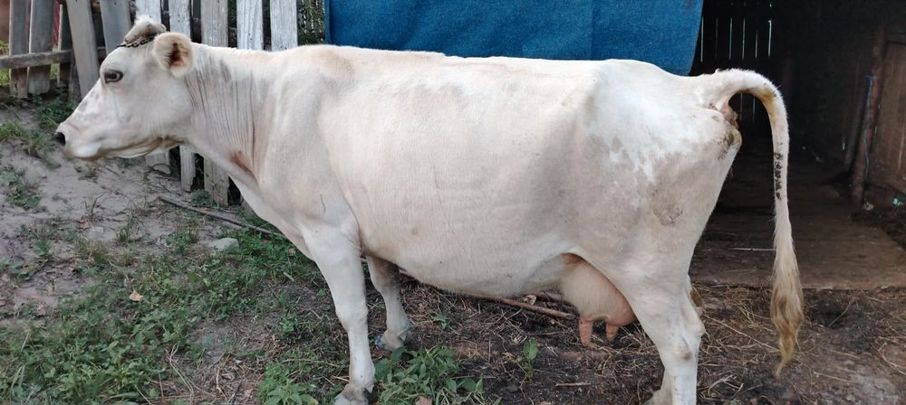 Vând vaca bună de lapte