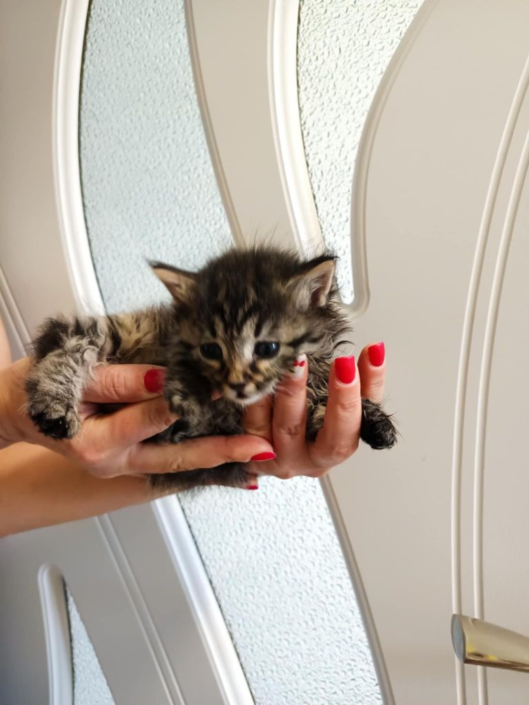 Подарявам котенце