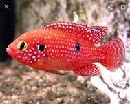 Продаются здоровые, красивые и активные африканки (Jewel Cichlid)