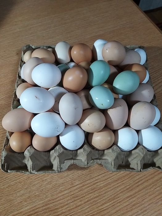 Пролам яйцо домашнее.