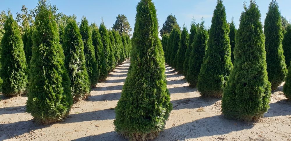 Tuia de mai multe dimensiuni Putem să vă oferim transport și plantat
