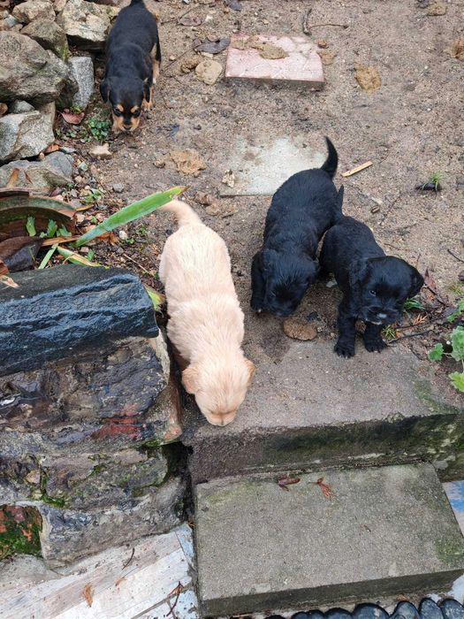 Подарявам кученца