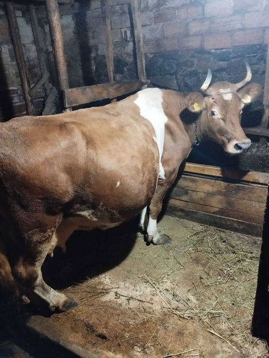 Млечни крави порода жарсе