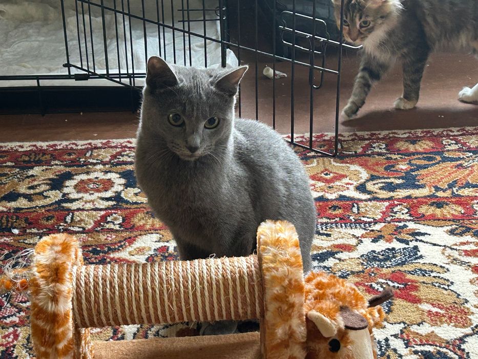 Подарявам котенца