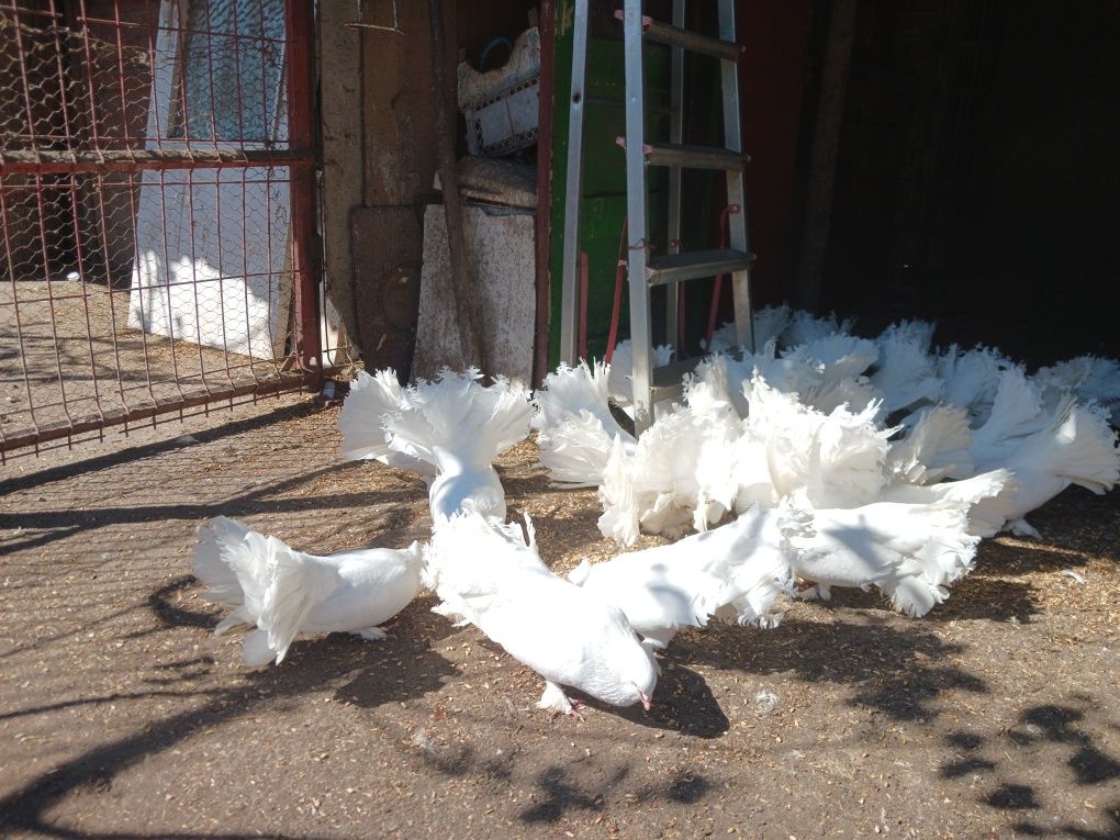 Vând porumbei alb posta și păun