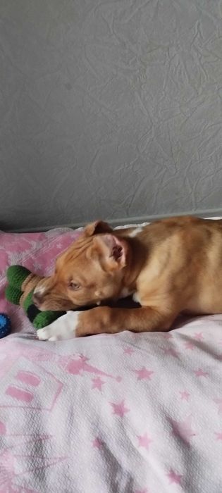 питбультерьер почти 4 мецяца