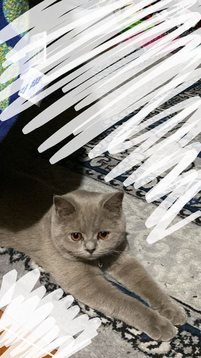 Продается в любящую семью