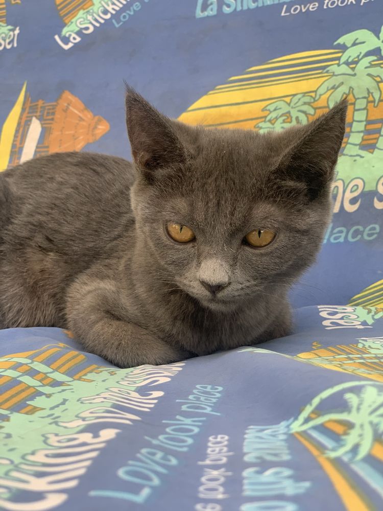 Кошка Шартрез пародистая