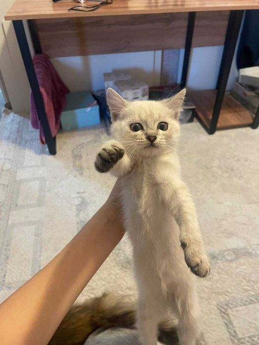 котята 3 месяца девочки