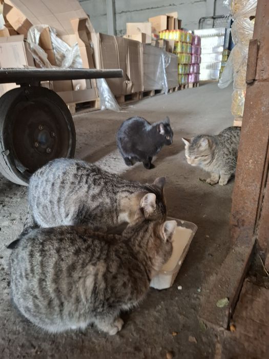 Отдам котят в добрые руки.