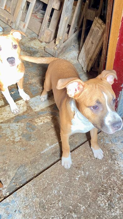 Кученца Американски стафордшир териер