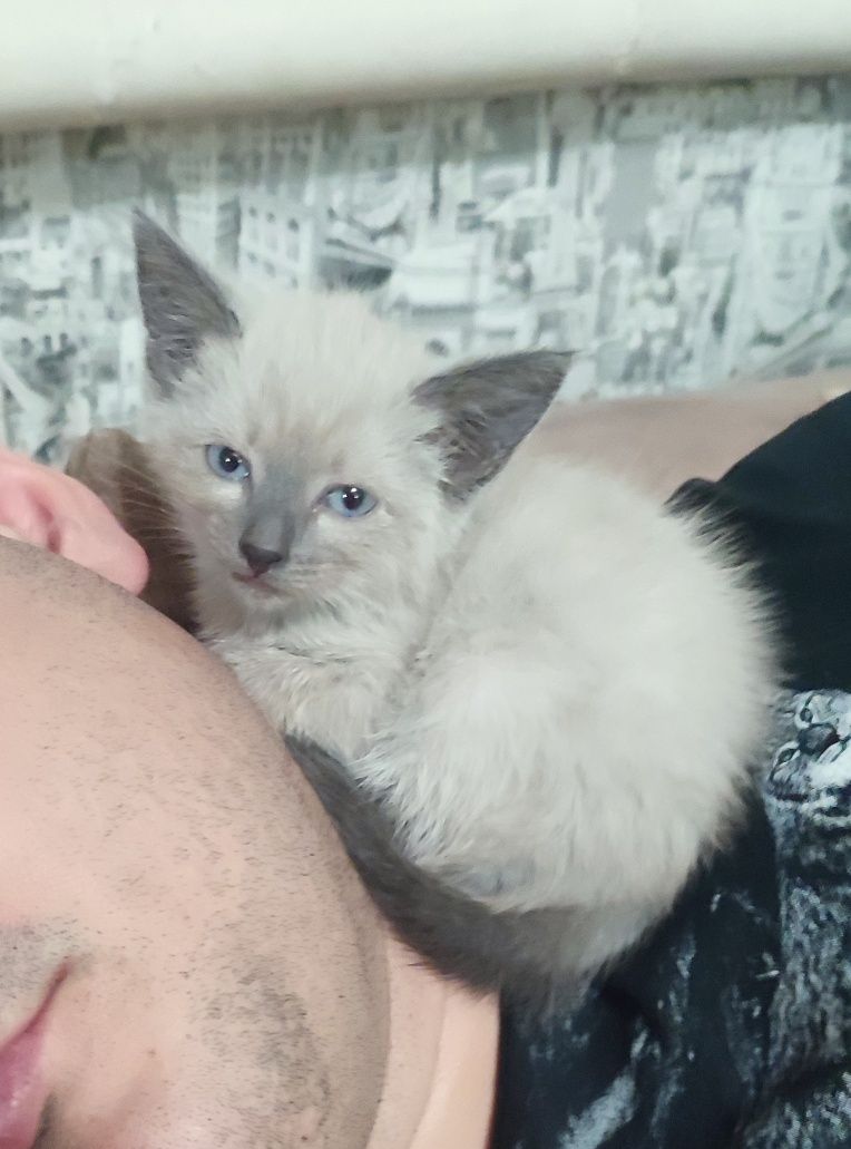 Отдам котенка ( )