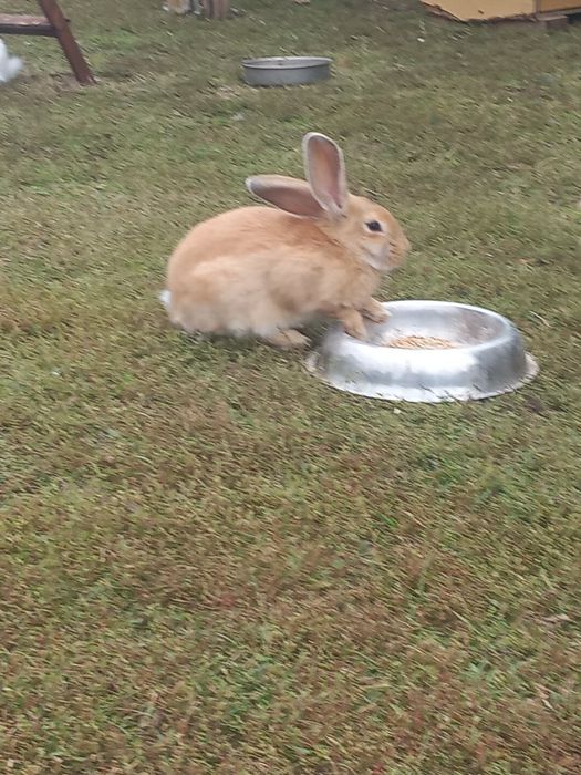 Перник продавам зайци порода пеперуда 6 на месеца