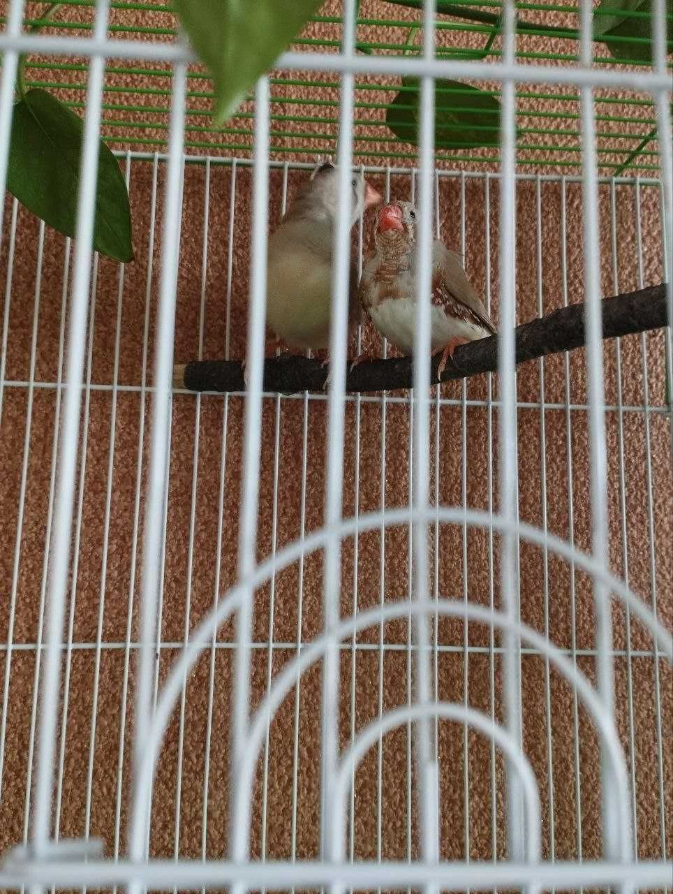 Продам пару амадин