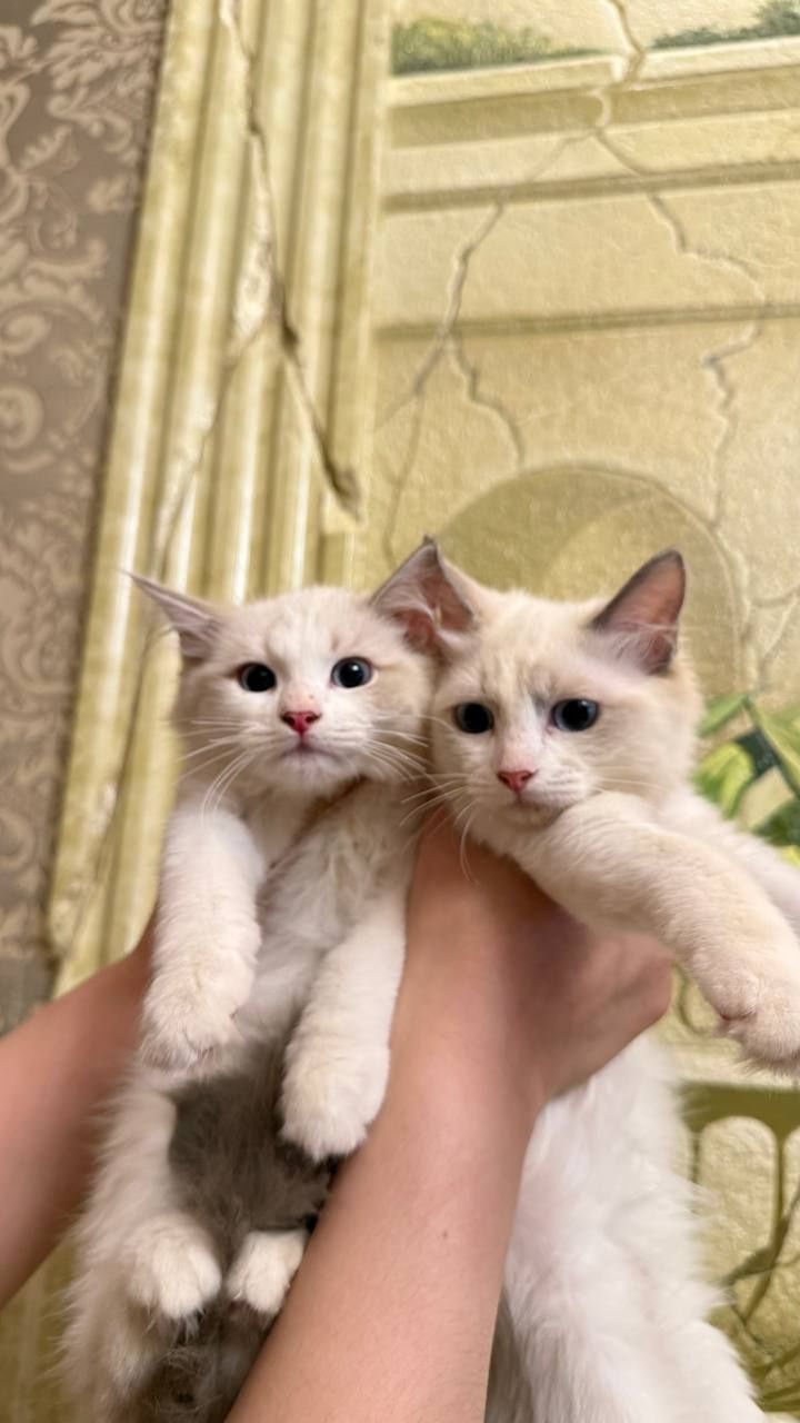 Продаются чистокровный рэгдоллы