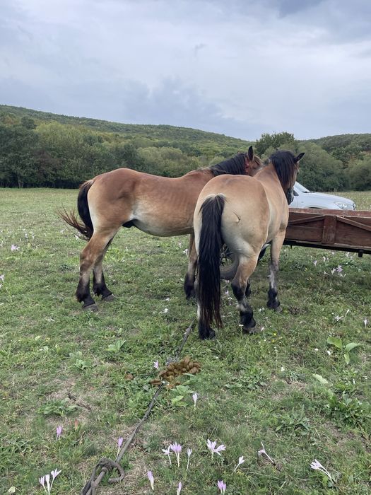 Castrat si armasar