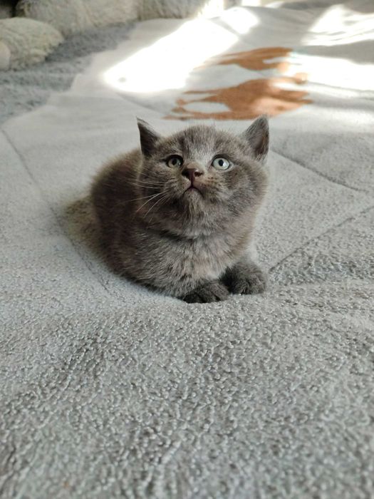 Продается котенок скоттиш страйт