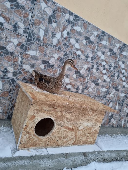 Cuibare rațe sălbatice