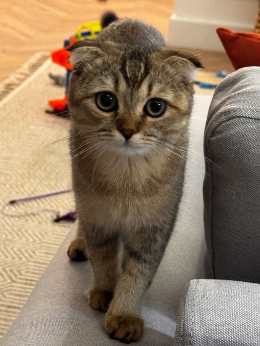 Продается шотландская вислоухая, 6 месяцев