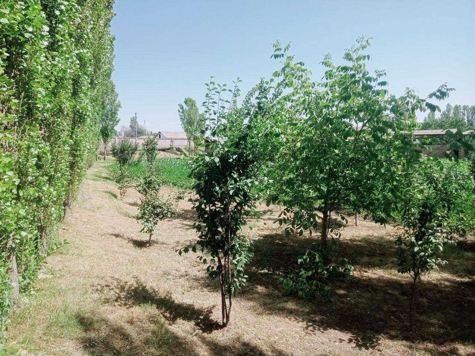 SOTILADI | 8-10 sotixgacha yer maydoni – Nurafshon yaqinida