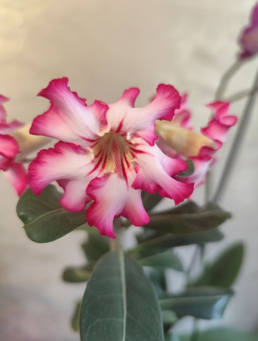 Продам комнатное растение адениум