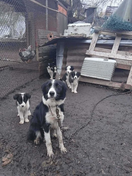 Подарявам малки кученца