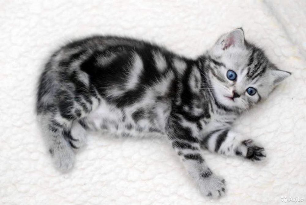 мраморные малыши котенок мраморный