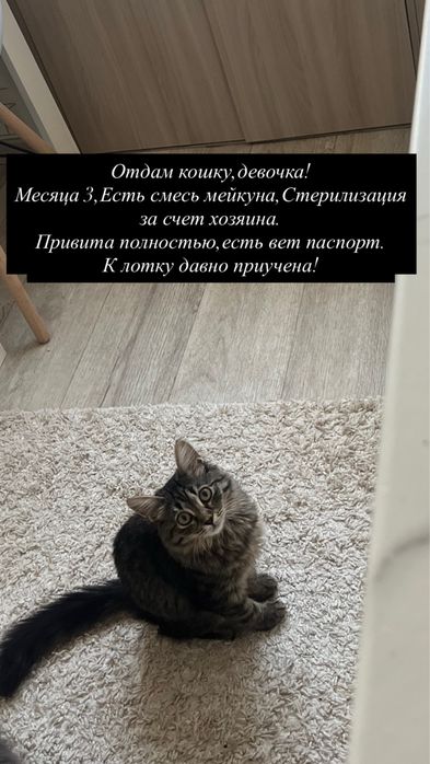 Отдам кошку,девочка,в добрые руки,ласковая