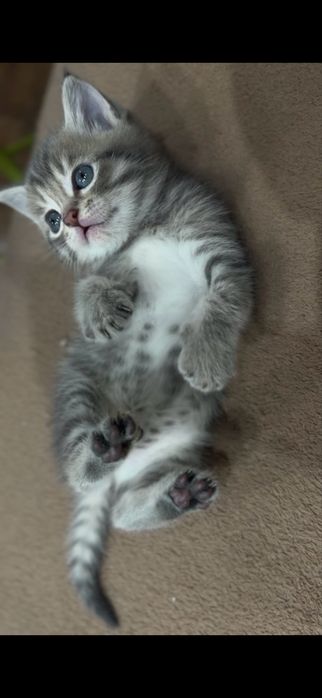 Котенок 1,5 месяца