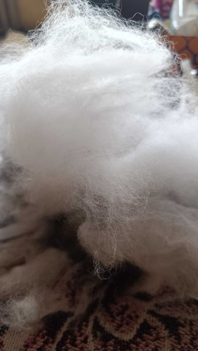 Продам  очес собаки