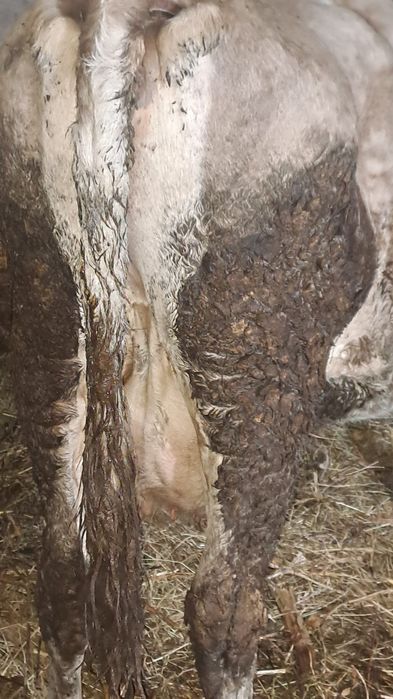 Vind două vacii gestante una  în 8 luni și una în 5 luni