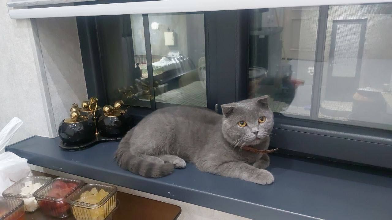 Британский весла уха