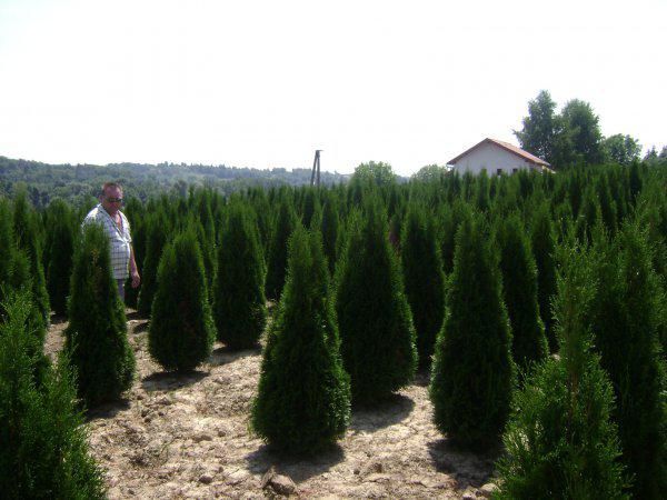 Tuia occidentalis smarald, columnaris, brazi. ( thuja smaragd )