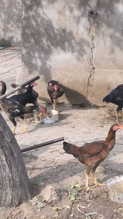 Дакан дар сатылады