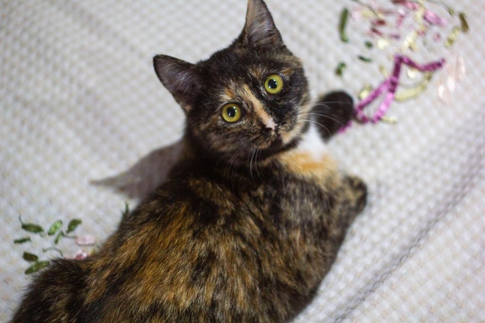 Ириска - котенок девочка 4,5 месяца