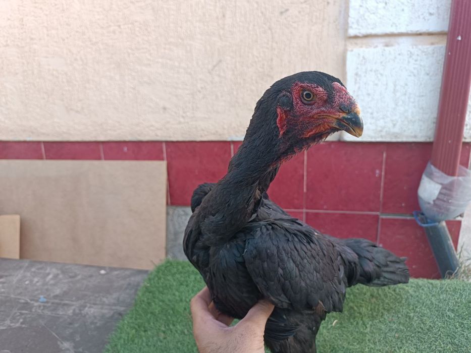 Тоза конли товук сотилади