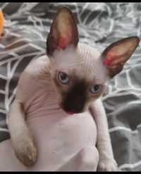 Oferta speciala pisoi sphynx