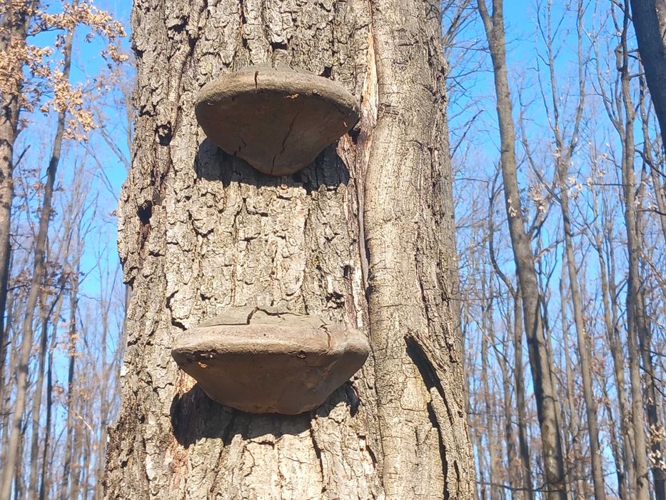 Ciuperca medicinala phelinus robustus